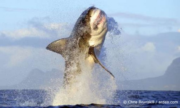Great White Shark breaching in False Bay, South Africa