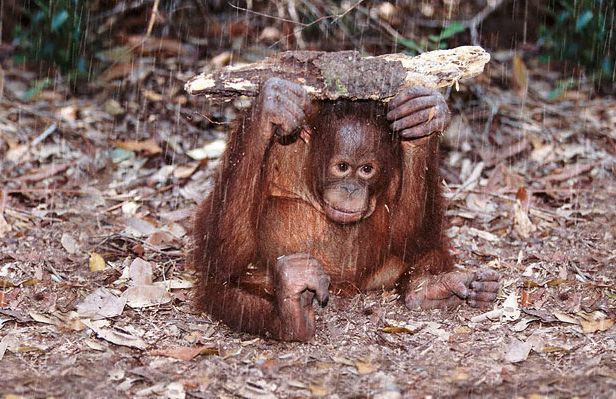 image007-orangutan