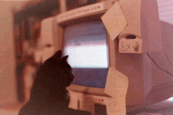 cat-black-computer