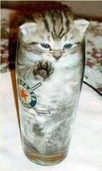 cat-glass