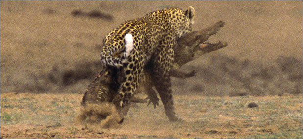 Leopard savages crocodile in Kruger Park, South Africa