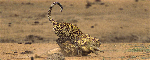 Leopard savages crocodile in Kruger Park, South Africa