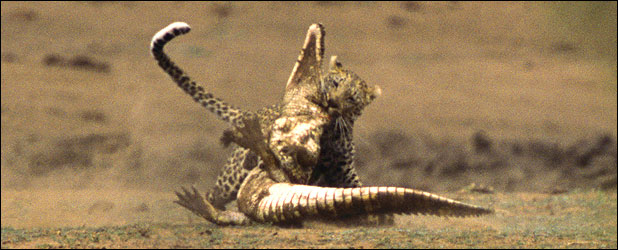 Leopard savages crocodile in Kruger Park, South Africa