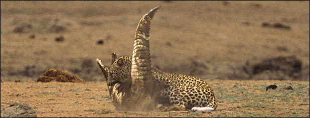 Leopard savages crocodile in Kruger Park, South Africa