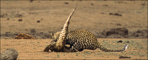 Leopard savages crocodile in Kruger Park, South Africa