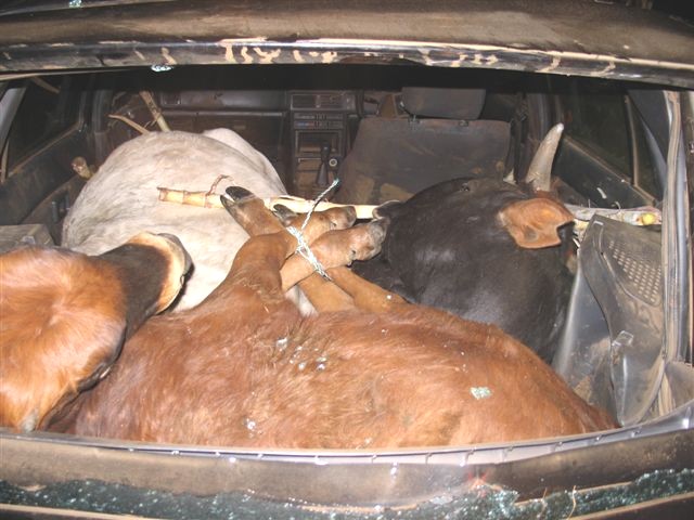 sa-stolen-cows-car2
