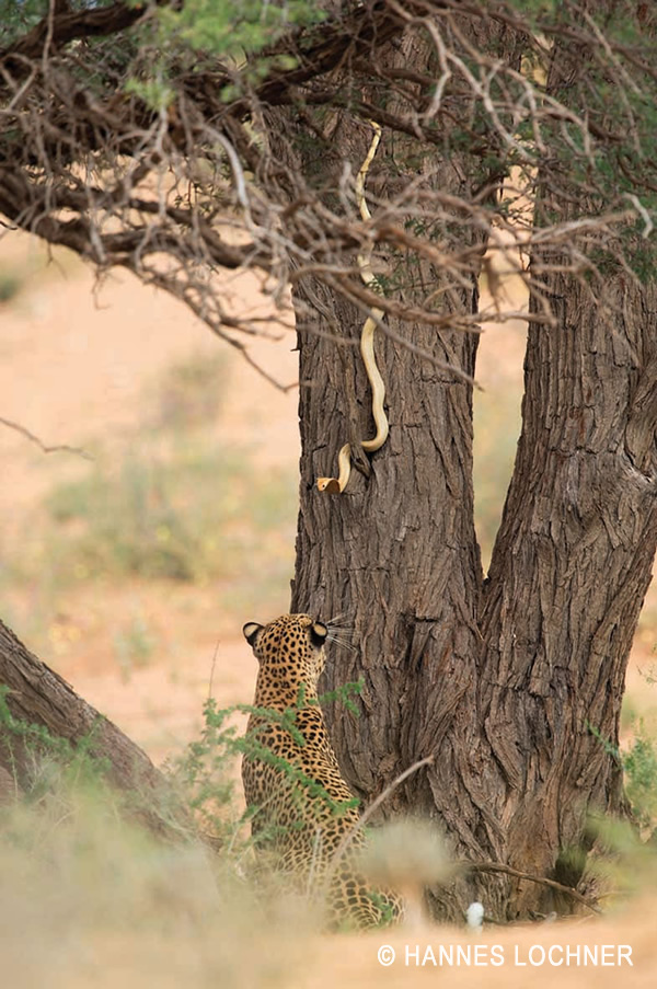 Face to face: a leopard and a Cape cobra eye each other out in a battle over territory. Photo by Hannes Lochner.