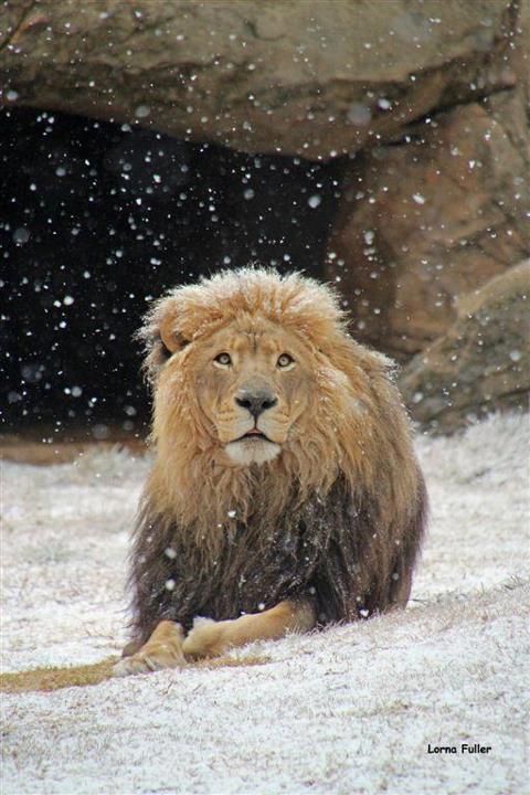 Lion in the snow at Johannesburg Zoo