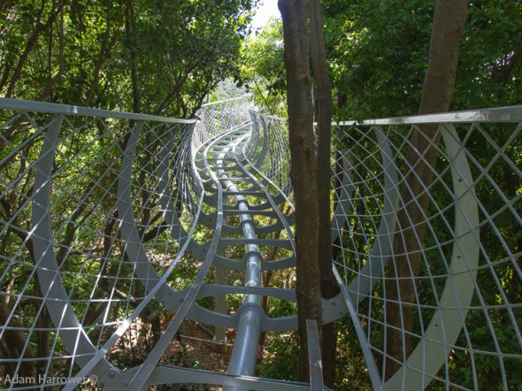 The steel frame at Kirstenbosch snakes its way through the trees like a boomslang