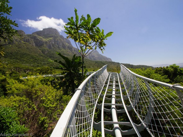 Spectacular views from the Kirstenbosch Walkway which is under construction