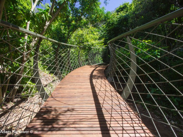 Planks have already been laid here - at the new Treetop Canopy Walkway at Kirstenbosch National Botanical Garden.