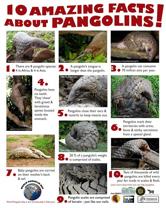 Pangolin Facts