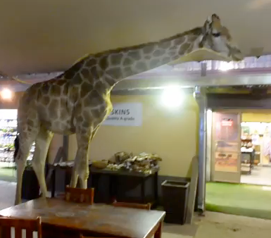 Perdy - tame giraffe in South Africa