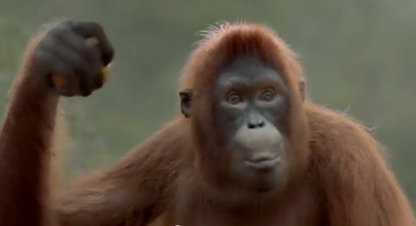 Orangutan Video