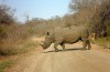 Walking among rhinos in Kruger National Park
