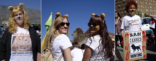 Roaring for the Lions in Cape Town today