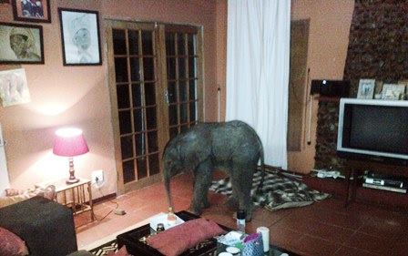 There's an elephant in the room!