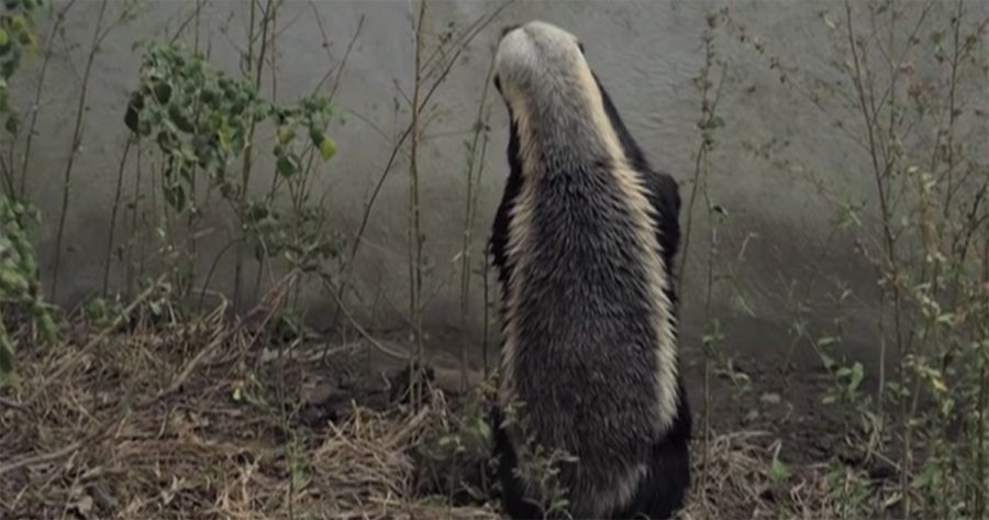 honey badger houdini south africa