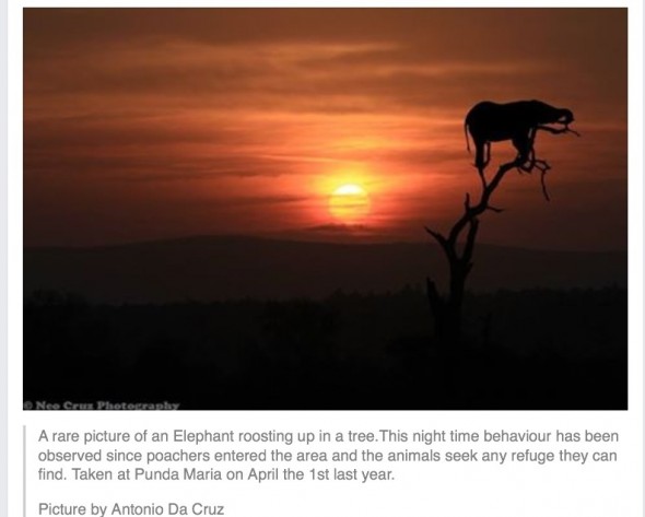 Nesting elephants