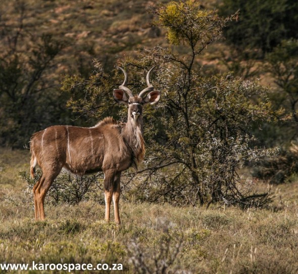 Kudu country – where the finest spicy kudu salami comes from.
