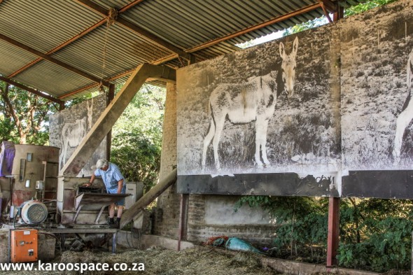 Peet van Heerden’s open-air shed – complete with giant donkeys.
