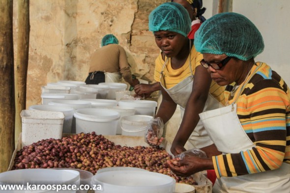 Processing olives for the local and national market in the Karoo.
