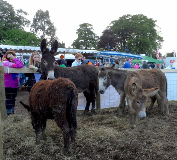 Donkeys from Asal Ireland donkey sanctuary at the family-friendly festival. Photo: Leonie B-T