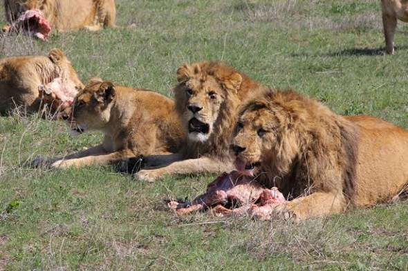 Crimea’s Taigan Park has more than 1000 animals in addition to their 62 big cats who consume 500KG of meat per day at a cost of $1280 per day. The safari park director Oleg Zubkov is distraught over the situation. 