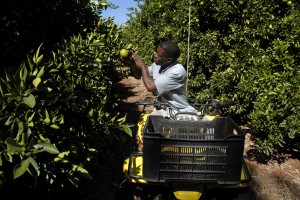 Piet  Lwaneka checks the oranges and  irrigation systems in orange  groves in the Vaalharts Irrigation  Scheme region, Northern Cape.  Photo: Graeme Williams,  MediaClubSouthAfrica.com