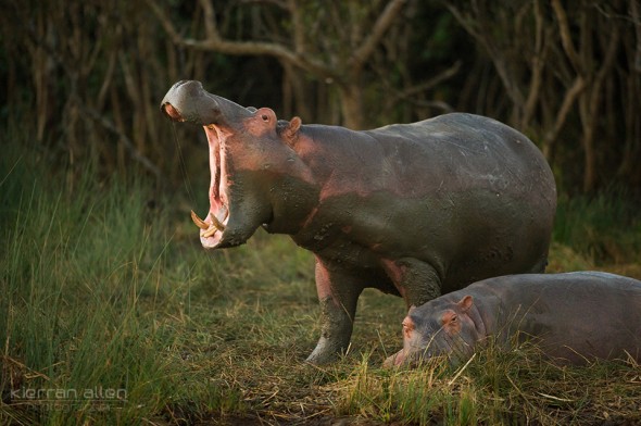 South African hippos
