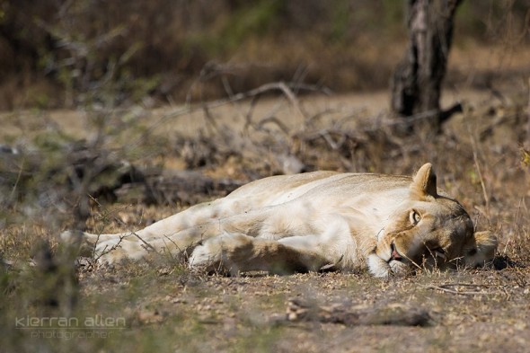 Lion around, South Africa