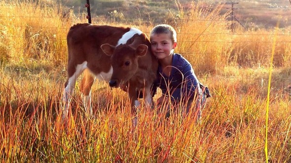 South African boy with his calf