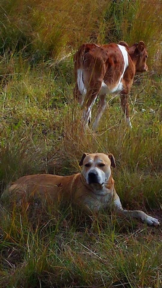 A calf and her best friend