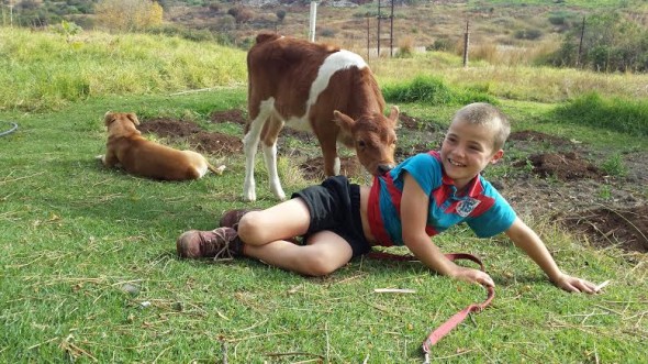 South African boy with his calf and dog