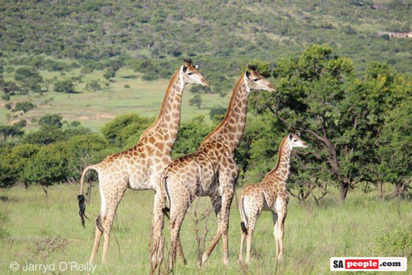 Giraffes, South Africa