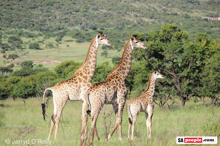 BREAKING: Victory for Giraffes as CITES Protects the Animal for First ...