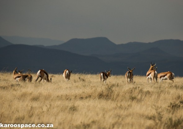 Landscape magic of springbok on a ridge at the Mountain Zebra National Park.