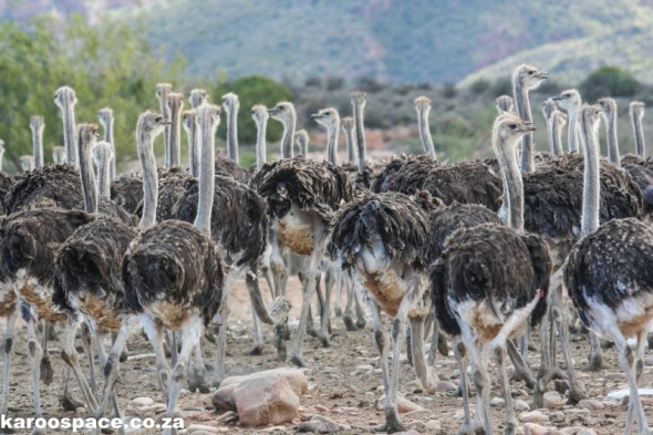Ostriches, the big icon birds of the Little Karoo.