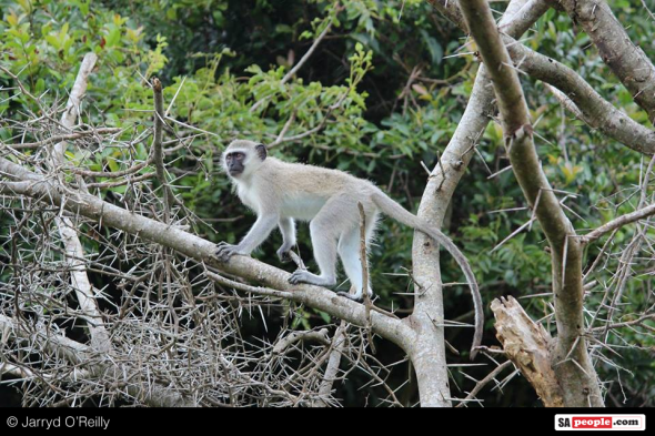 Monkeying around in an acacia!