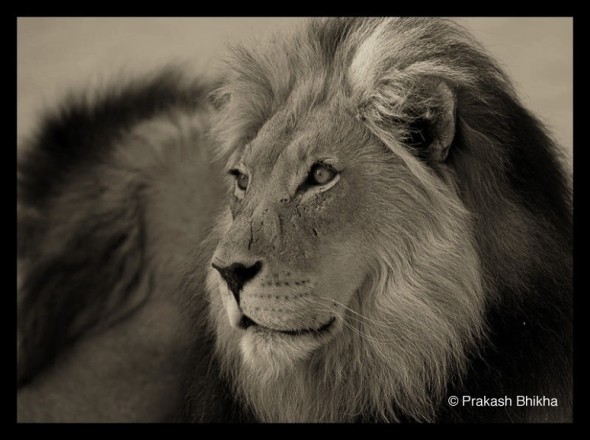 South African lion