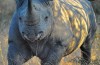 South African rhino under threat