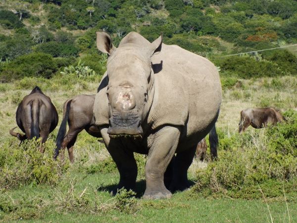 Run Rhino Run - Take Part To Save South Africa's Rhino