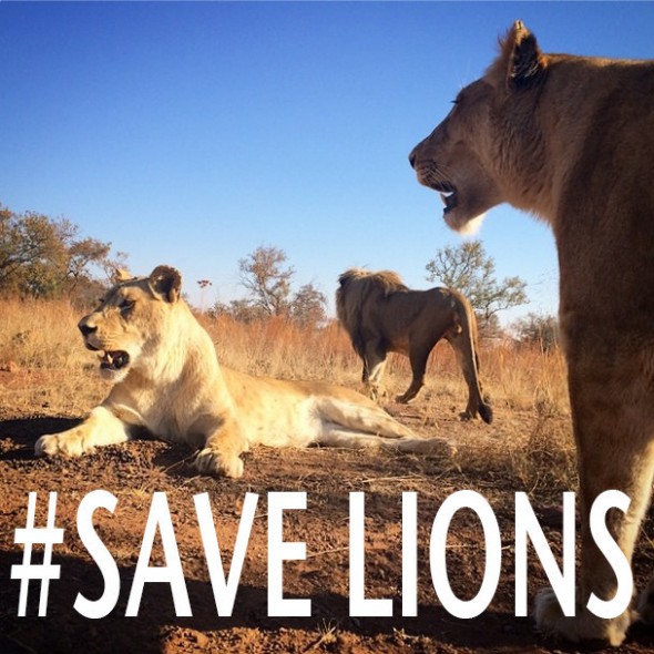 Save Lions