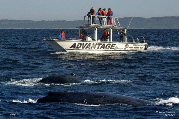Whale-watching off St Lucia, South Africa
