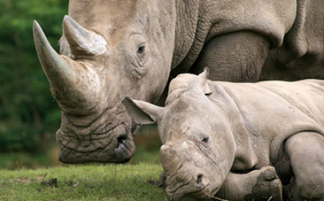 rhino-south-africa