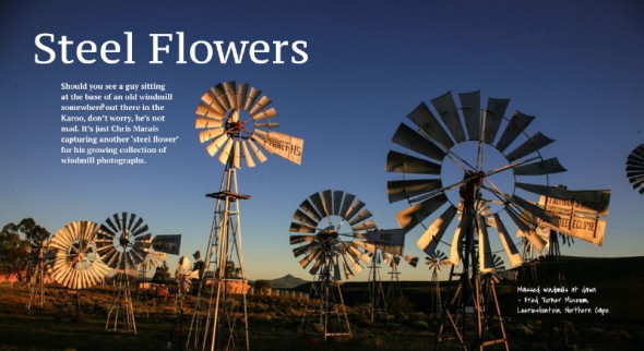 Steel Flowers - windmills