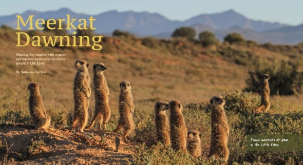 Meerkat Dawning