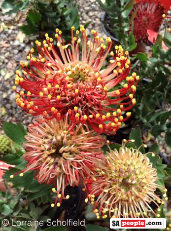 Pincushion Proteas South Africa