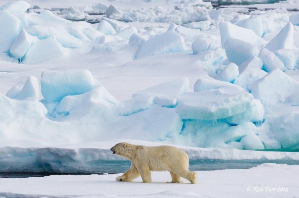 Polar bear, Arctic
