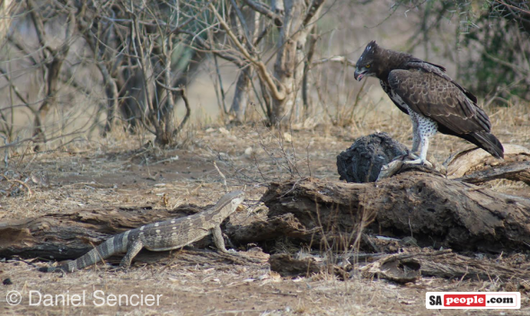Eagle and prey, Kruger National Park